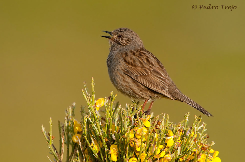 Acentor comun ( Prunella modularis )